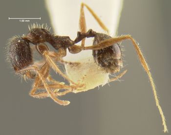 Media type: image; Entomology 30825   Aspect: habitus lateral view